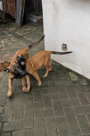 1-3 months Male Purebred Belgian Malinois
