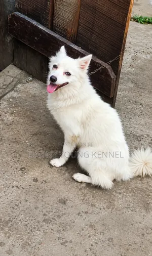 1+ year Female Purebred American Eskimo