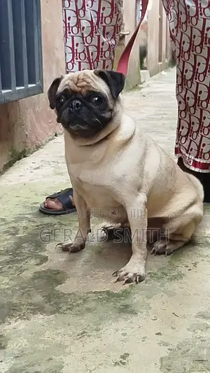 1+ year Female Purebred Pug