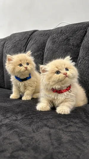 1-3 months Male Purebred Persian