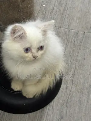 1-3 months Male Purebred Persian