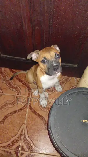 1-3 months Male Purebred American Pit Bull Terrier