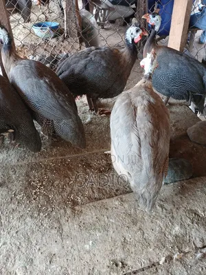 Adult Guinea Fowl