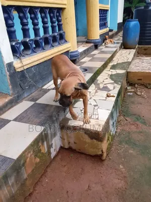 1+ year Female Purebred Boerboel