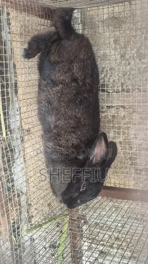 Rabbits in Different Breed