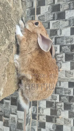 Rabbits in Different Breed