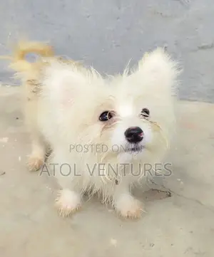 3-6 months Male Mixed Breed Lhasa Apso
