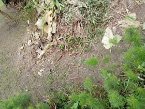 The 1 to 18 Plots of Land Is for Sale at Omuagwa Ph