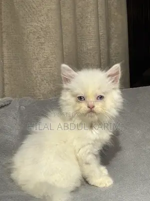 1-3 months Female Purebred Persian