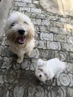 1+ year Male Mixed Breed Lhasa Apso