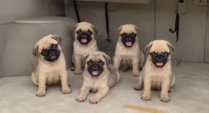 1-3 months Female Purebred Pug