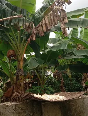 A Plot of Land