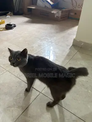 1+ year Male Purebred British Shorthair