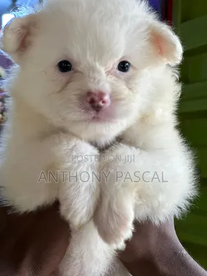 1-3 months Male Purebred Lhasa Apso