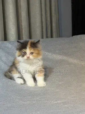 1-3 months Female Purebred Persian