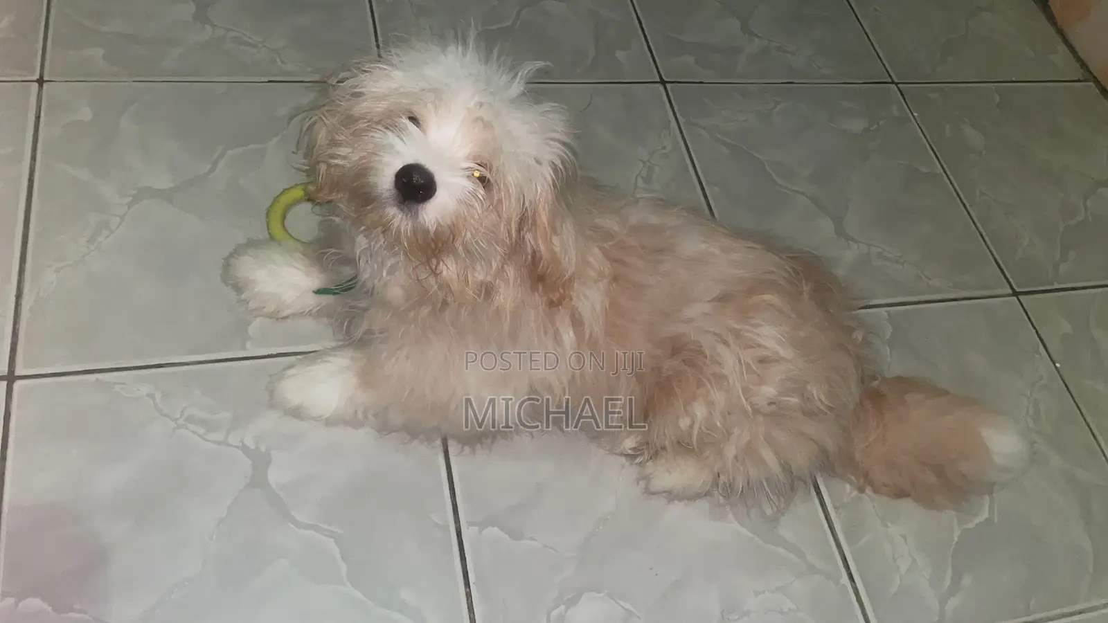 Lhasa Apso