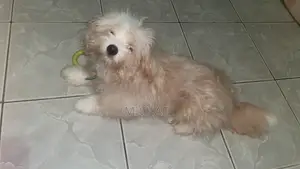 Lhasa Apso