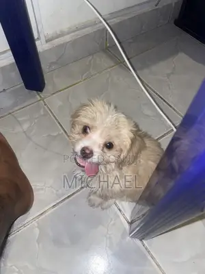 Lhasa Apso
