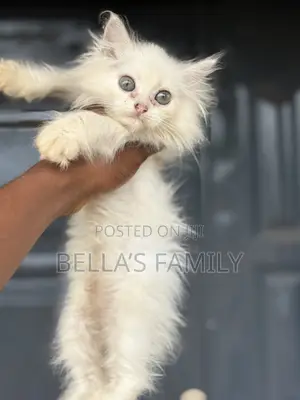 1-3 months Female Purebred Persian
