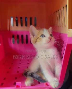 1-3 months Female Mixed Breed American Shorthair