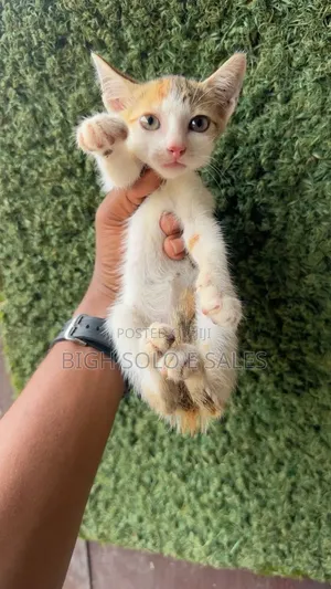 1-3 months Female Purebred American Shorthair