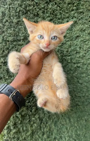 1-3 months Female Purebred American Shorthair