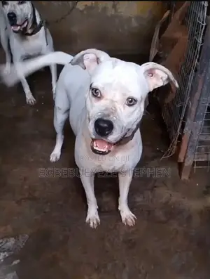 1+ year Female Purebred American Pit Bull Terrier
