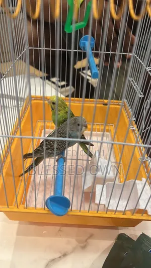 Beautiful Budgies Bird Are Available