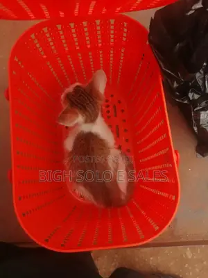 1-3 months Male Purebred American Shorthair