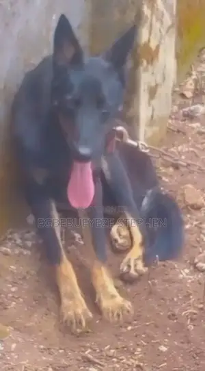 6-12 months Female Purebred German Shepherd