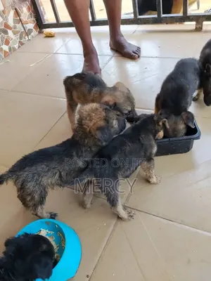1-3 months Male Purebred German Shepherd