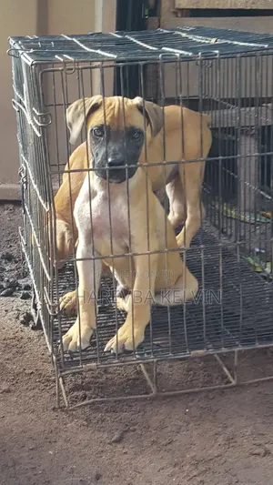 1-3 months Female Purebred Boerboel