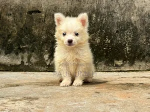 1-3 months Male Purebred American Eskimo