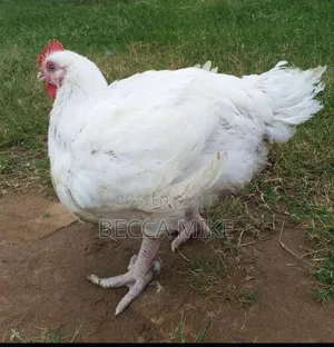 Farm Grown Broiler Chicken (Live or Dressed)
