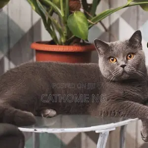 1+ year Male Purebred British Shorthair