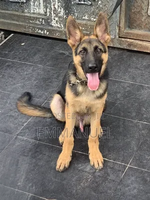 3-6 months Male Purebred German Shepherd