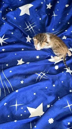 0-1 month Male Purebred Tabby