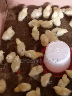 I Am Selling All Kinds of Old Chick 1 2 3 4 Weeks