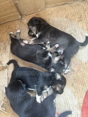 0-1 month Male Mixed Breed Miniature Schnauzer