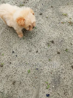 1-3 months Male Purebred Lhasa Apso