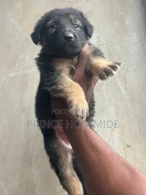 0-1 month Male Purebred German Shepherd