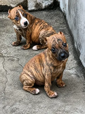 1-3 months Female Purebred American Pit Bull Terrier