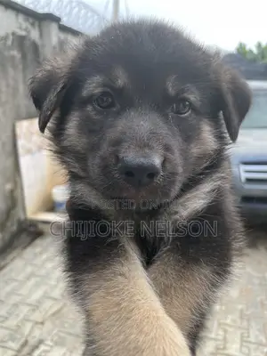 1-3 months Male Purebred German Shepherd