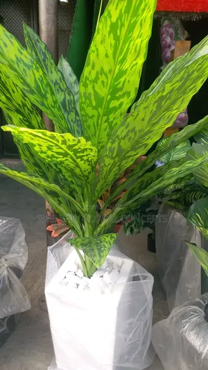 Dailly Actifial Plant Varce