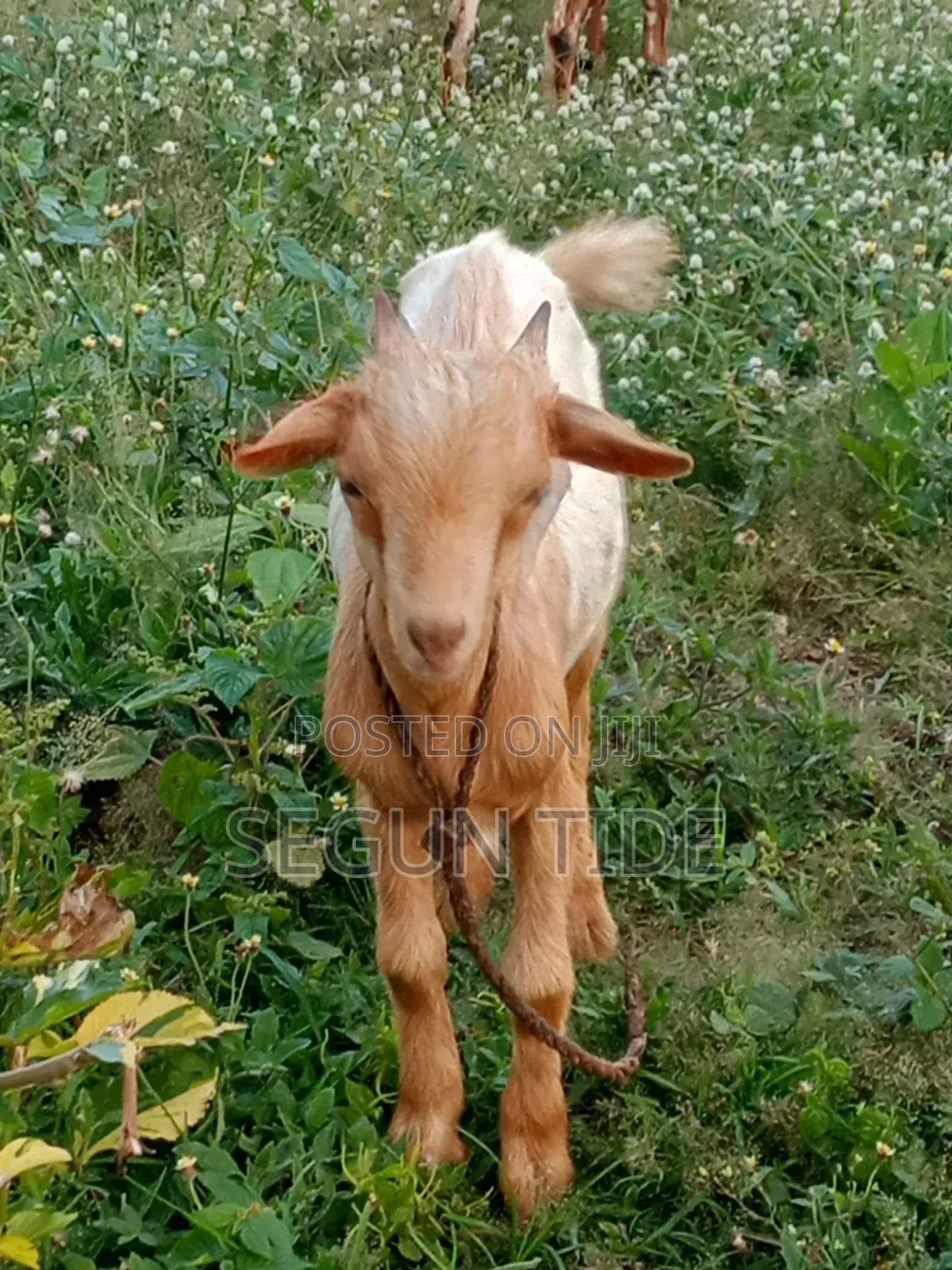 1 Active Male Goats