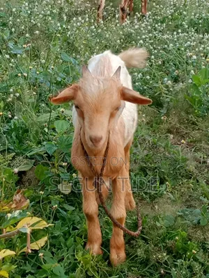2 Active Male Goats
