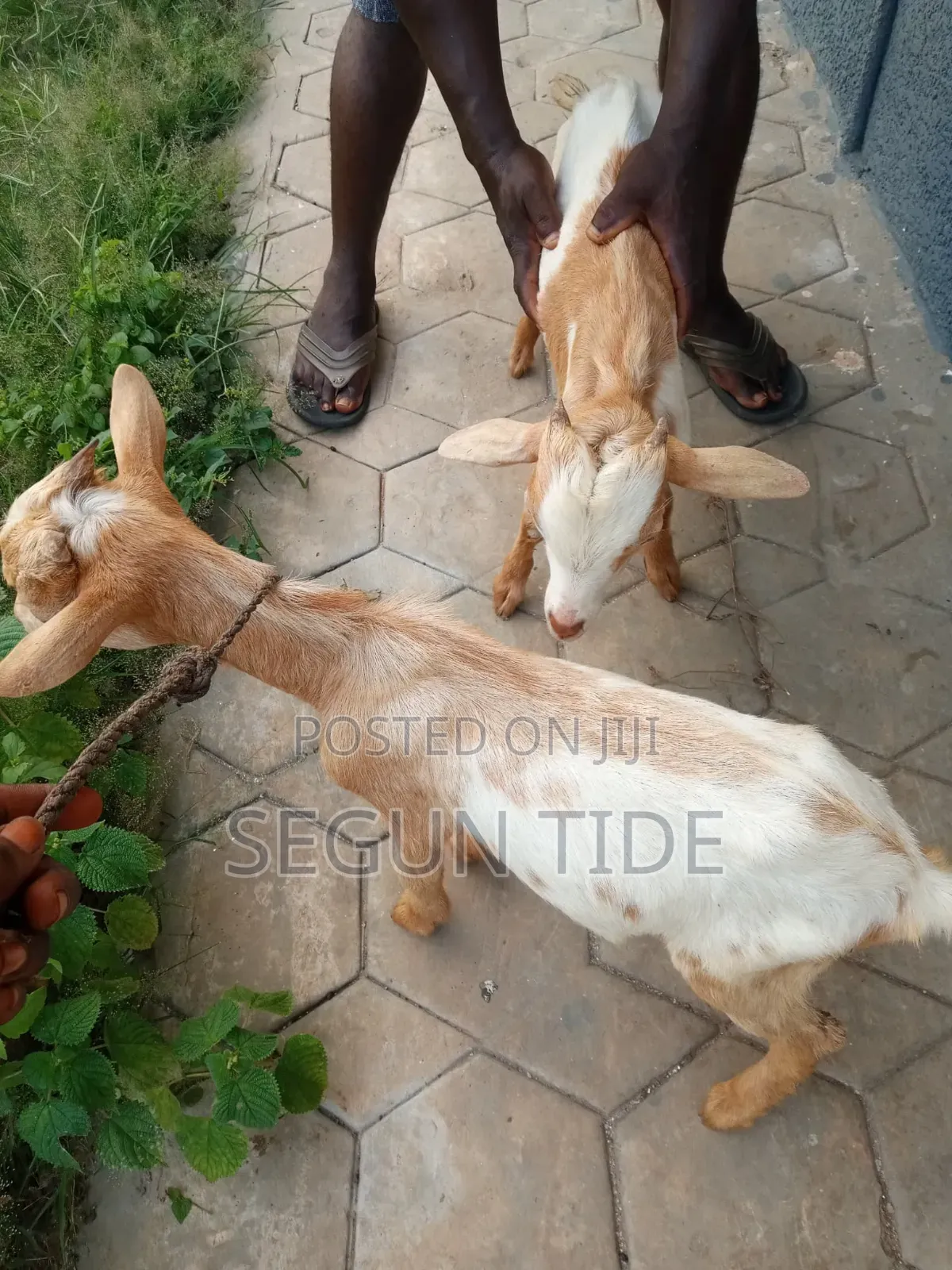 1 Active Male Goats