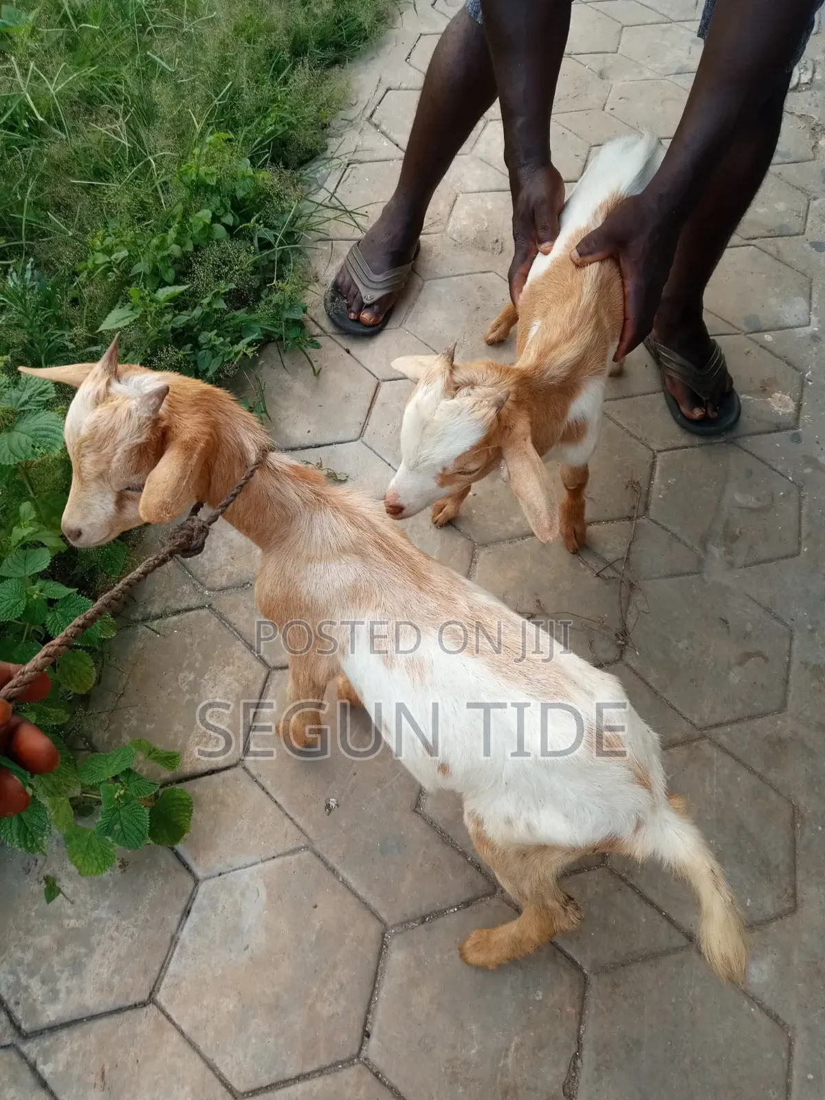 1 Active Male Goats