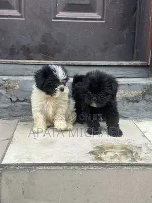 1-3 months Female Purebred Lhasa Apso