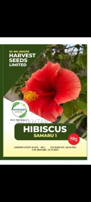 HIBISCUS, Samaru 1